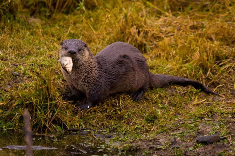 River Otter Eating Fish